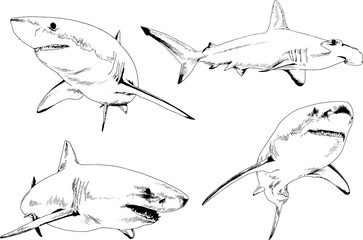 Shark Drawing Stock Photos And Royalty Free Images Vectors And
