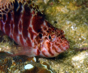 fish on coral reef