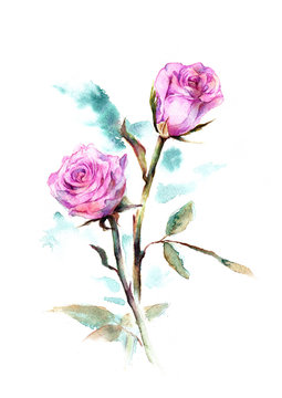 水彩画　ピンクのバラ
