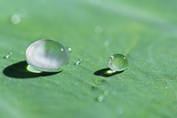 water drops on green leaf.
