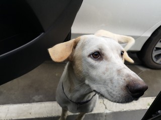 Dog eyes on the car, looking for owner