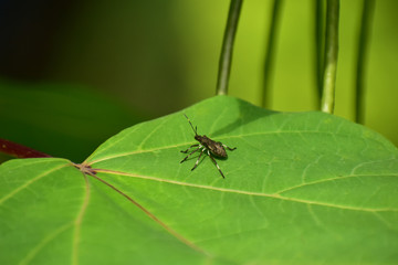葉っぱの上に止まるカメムシ