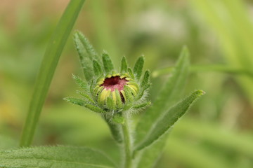 red flower blooming