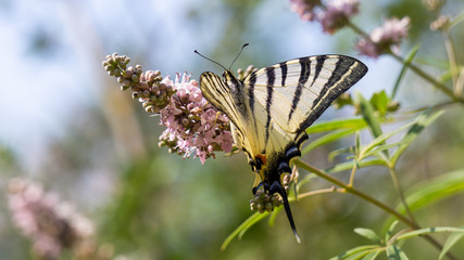 Butterfly on flower. Scarce swallowtail (Iphiclides podalirius) isolated on green nature background. Colorful butterfly wings pattern