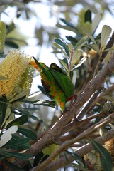 Australian Rainbow Lorikeet (Trichoglossus haematodus moluccanus) The rainbow lorikeet (Trichoglossus moluccanus) is a species of parrot found in Australia. It is common along the eastern seaboard