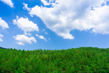 Nature background with forest, clouds and blue sky. Fresh view with green trees