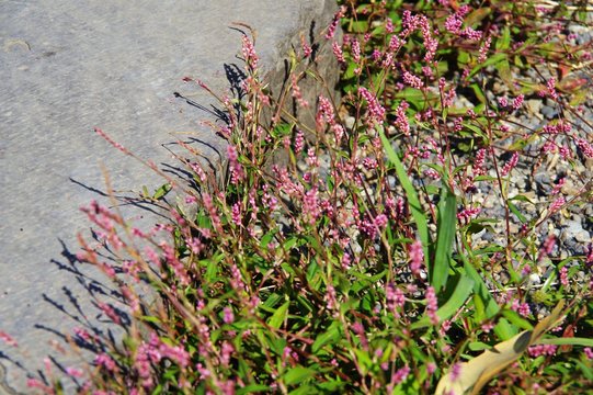 427 Best タデ科 Images Stock Photos Vectors Adobe Stock