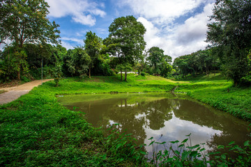 The natural background of trees growing on country roads, with reservoirs, surrounded by green meadows, blurred through the wind, cool in the air during weekends.