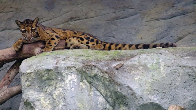 leopard resting on a tree, animal concept