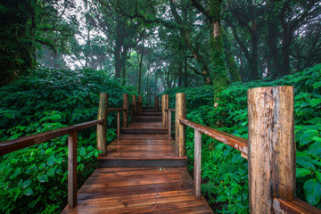 Close-up nature background, surrounded by big green trees, blurred mist of cold weather, wooden bridge to see the scenery while traveling, the beauty of the high mountain ecosystem