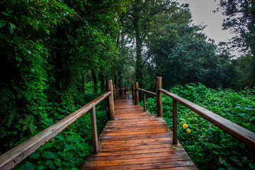 Fototapeta na wymiar Close-up nature background, surrounded by big green trees, blurred mist of cold weather, wooden bridge to see the scenery while traveling, the beauty of the high mountain ecosystem