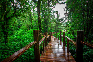 Close-up nature background, surrounded by big green trees, blurred mist of cold weather, wooden bridge to see the scenery while traveling, the beauty of the high mountain ecosystem