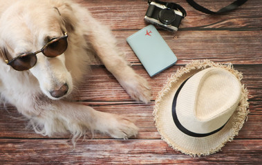 Golden retriever dog wearing sun glasses laying down on wooden floor with travel accessories , hat,...