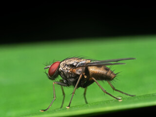 Fototapeta premium Macro Photo of Housefly on Green Leaf
