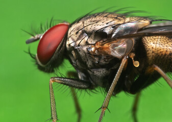 Macro Photo of Housefly on Green Leaf