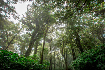 Close-up nature background, surrounded by big green trees, blurred mist of cold weather, wooden bridge to see the scenery while traveling, the beauty of the high mountain ecosystem