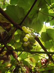 Close up of green grapes