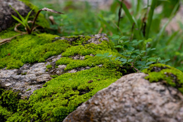 close up of green moss in nature background.