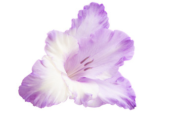 gladiolus flower isolated