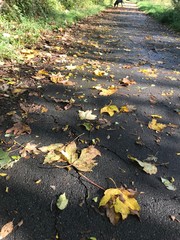 Obraz premium autumn leaves on the water