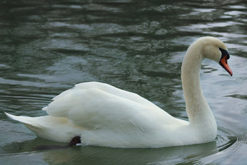 swan on lake