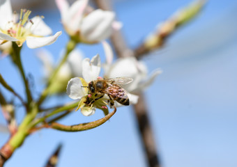 Closeup of a honeybee pollinating a pear blossom