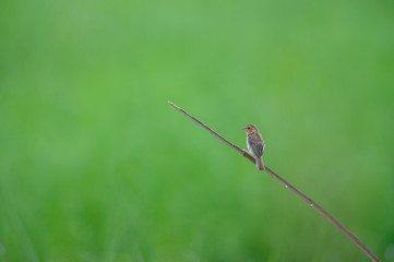 A small bird on a beautiful green background