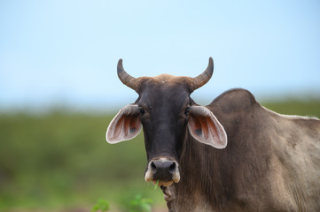 Closeup the cow is a farm animal.