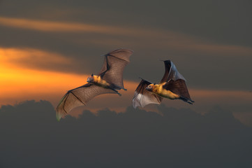 Bats flying on wilight (Lyle's flying fox)