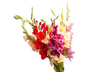 gladiolus flower isolated