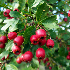 Fresh ripe bright red berries of hawthorn (Crataegus monogyna) on a branch with green leaves. Autumn harvest, fall background. Selective focus, shallow depth of field.