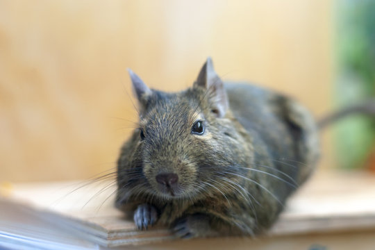 domestic pet degu rat. 2020 year symbol. fluffy rat portrait.