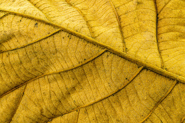 Back side of dry teak leaf texture closeup background