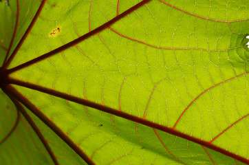 Green leaf with red vein structure - abstract botanical background, horizontal