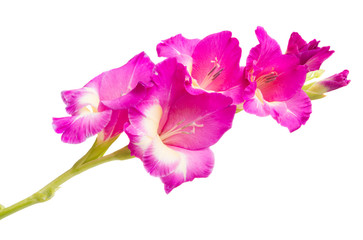 gladiolus flower isolated