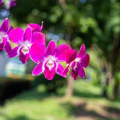 purple orchid with bokeh background