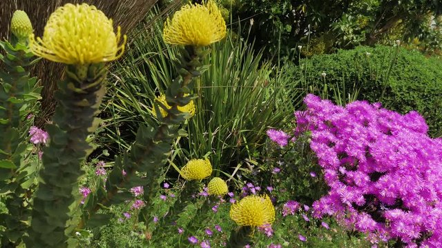 Beautifully colourful garden, with plants swaying in breeze
