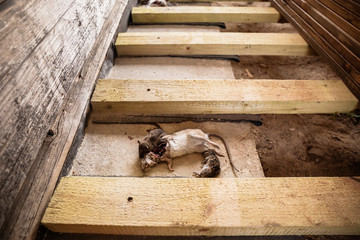 dead rotting rat with larvae found lying between the boards under the floor