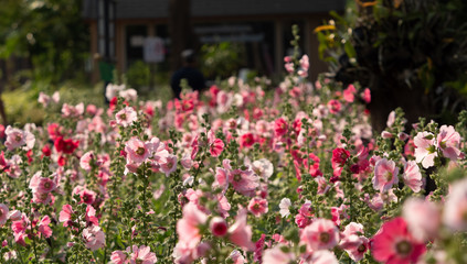 Fototapeta na wymiar Group of Pink Hollyhock Flowers, Selective Focus