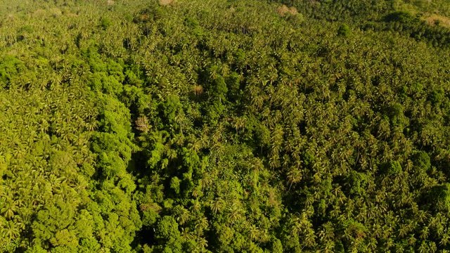 Hibok-Hibok Volcano. Mountain landscape on the island of Camiguin, Philippines. Volcanoes and forest. Hills and rainforest.