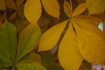yellow maple leaves nature background