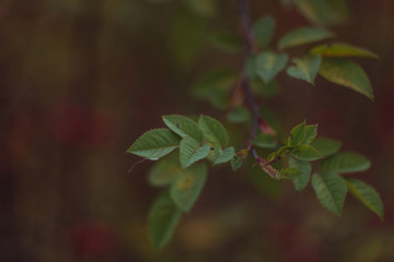 green leaves in the forest