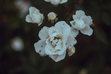 Fototapeta na wymiar White rose bush in garden