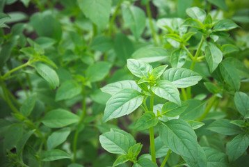 Green basil grows in the garden. Selective focus.