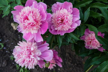 Peony flowers are pink. Green leaves and stems.