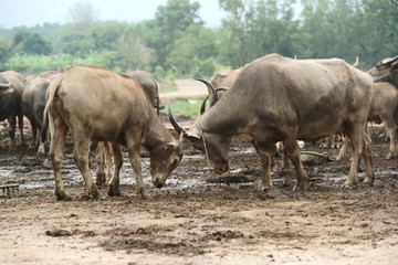 Obraz premium Buffalo in the meadow