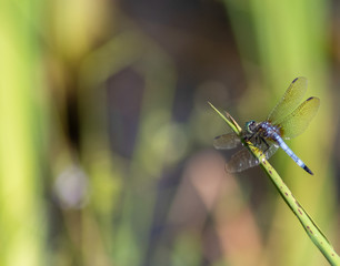 dragon fly resting on blade of grass