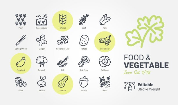 Food & Vegetable Vector Icon