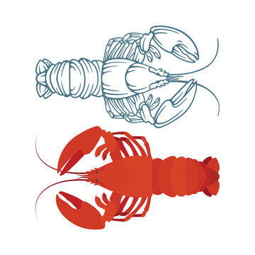 Lobster. Sketch and realistic drawn lobsters vector illustrations set. Part of seafood set. 