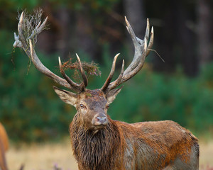 Red deer stag in rutting season in National Park Hoge Veluwe in the Netherlands